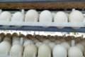 На живу масу добового молодняку птиці переважно впливає маса яйця