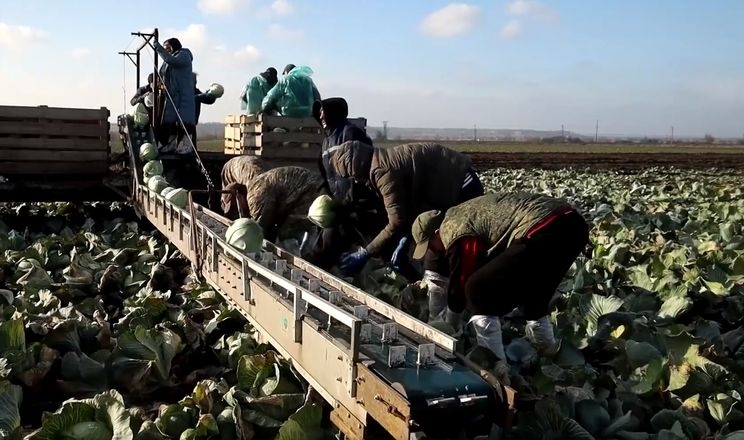 Фермери Дніпропетровщини дозбирують капусту