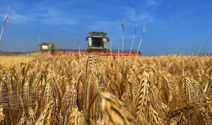 Жнива-2023: в Україні намолочено 71,5 млн тонн олійних та зернових культур