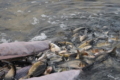 Кучурганське водосховище на Одещині зарибили 12 тоннами молоді риб