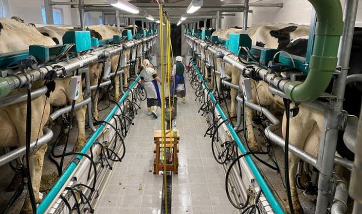 Черкаська молочна ферма відкрила нову доїльну залу