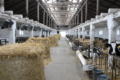 Grain Alliance економить на електриці завдяки прозорому даху для корів