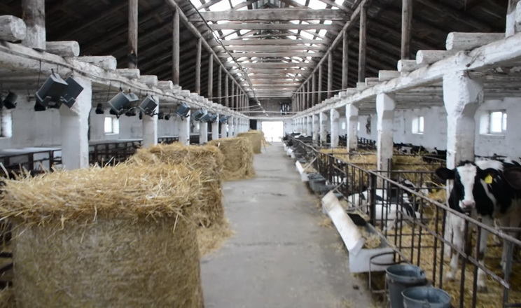 Grain Alliance економить на електриці завдяки прозорому даху для корів