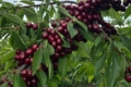 «Уманська фруктова компанія» збільшує насадження черешні за системою Драпо
