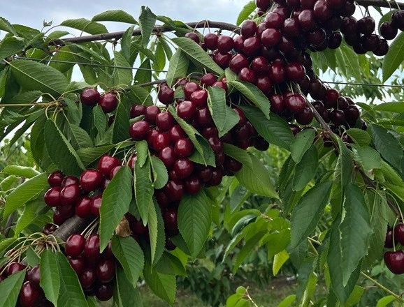 «Уманська фруктова компанія» отримала рекордний урожай черешні