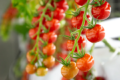 На вертикальній фермі вирощують найсолодші томати