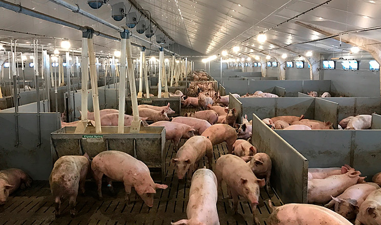 Від ефективності дезінфекційних засобів залежить дієвість усієї системи біобезпеки