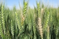 Які прояви має фузаріоз на рослинах озимої пшениці