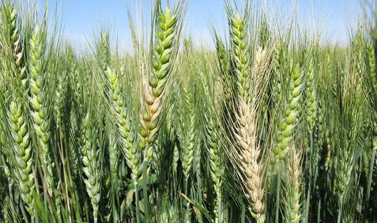 Які прояви має фузаріоз на рослинах озимої пшениці