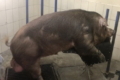 Кнур – найцінніша тварина на свинокомплексі