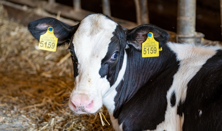 Виробництво молока в «Астарті» в 2023 році зросло на 12,7%