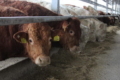 «Ратнівський аграрій» хоче відгодовувати ВРХ на мармурову яловичину