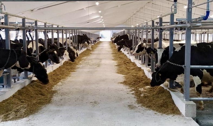 «Укрпромінвест-Агро» збільшив надої після модернізації системи утримання корів