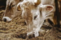 Аніонні сполуки корегують гіпокальціємію в корів пізнього сухостою