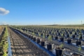 Закарпатська ферма подвоює насадження лохини завдяки новій технології
