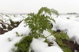 Погода в Україні: у частині областей без опадів