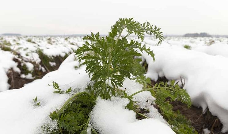 Початок зими унеможливлює збирання моркви в Німеччині