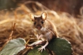 Бур’яни в саду сприяють зимівлі мишей, – фермер