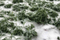 На посівах озимих на Дніпропетровщині утворилася льодова кірка