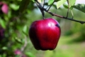 Нові сорти яблук якісно забарвлюються 1 вересня