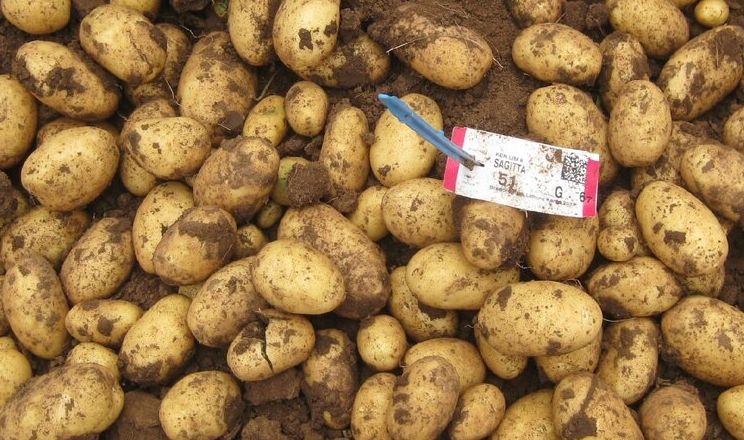 Для засолених ґрунтів запропонували нові сорти картоплі 