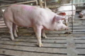 Стрептококоз небезпечний для свиней і людей, які контактують із ними