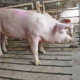 Ціни на живець свиней почали відновлюватися