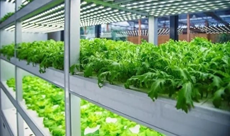 У Китаї відкрили 20-рівневу безлюдну овочеву ферму