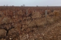 Одеський фермер списав 50 га виноградників
