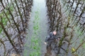 Велика кількість опадів заважає обрізувати сади в Нідерландах