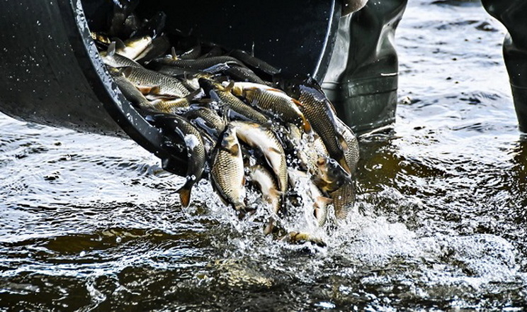 До озера Сасик на Одещині цього року вселили 25 тонн риби