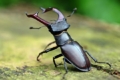 Органічне господарство рятує жука-оленя