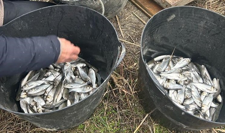 До водойм Одещини вселили рекордний обсяг риби за останні три роки