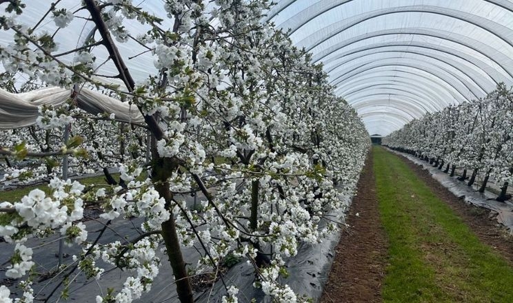 «Роси Буковини» планують вирощувати черешні та абрикоси в теплицях
