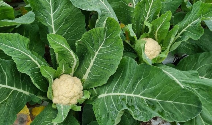 Тепличники вирощують цвітну капусту через її холодостійкість 