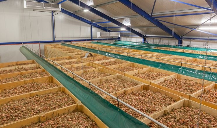 Експорт ріпчастої цибулі станом на весну досягнув 8,4 тис. тонн