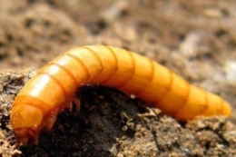 Науковиця розповіла про особливості боротьби з дротяниками на посівах кукурудзи