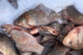 За порушення законодавства в галузі рибного господарства й аквакультури хочуть карати сильніше
