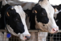 Ферми «Епіцентр Агро» щодоби виробляють до 100 тонн молока