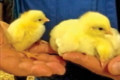 Пташенята, виведені з яєць молодшої птиці, мають меншу масу