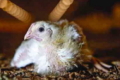 Зараження сальмонелою в птахівництві відбувається двома шляхами