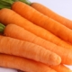 У Бразилії розробили гібрид моркви, стійкий до хвороб