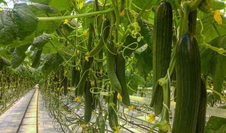 У Китаї виводять найжаростійкіші огірки