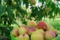 В Україні почали вирощувати персик з великим потенціалом врожайності