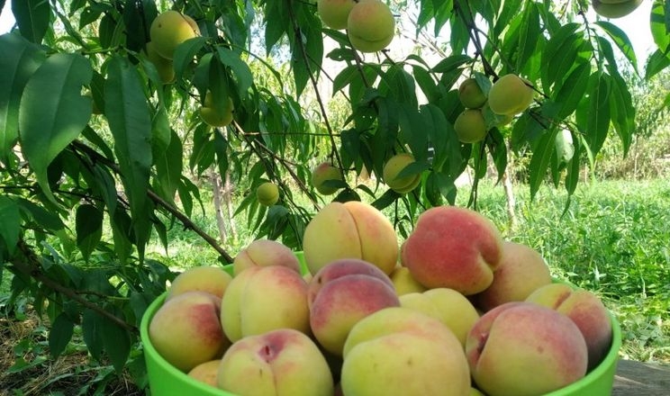 В Україні почали вирощувати персик з великим потенціалом врожайності