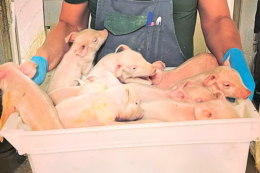 На 1 листопада в Єдиному держреєстрі тварин зареєстровано 187 тис. товарних свиней