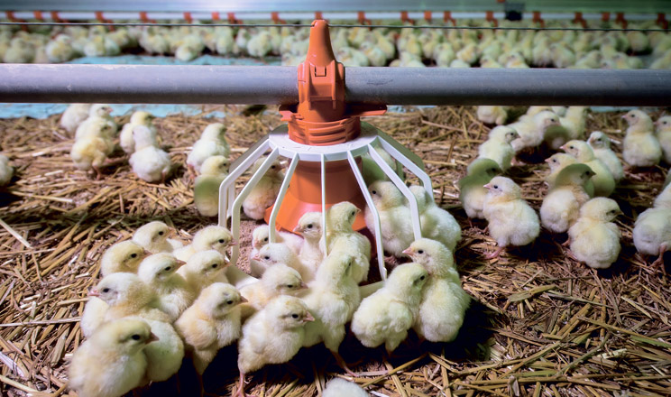 Мультиферментні комплекси розширюють межі застосування доступної сировинної бази