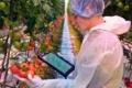 Штучний інтелект прискорює селекцію томатів