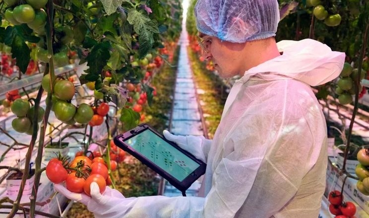 Штучний інтелект прискорює селекцію томатів