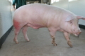 На племзаводі «Агропрайм Холдинг» свині отримують дезінфекційний душ